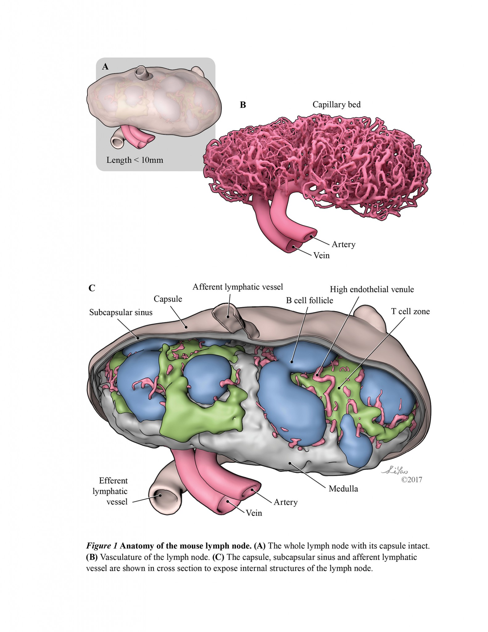 Mouse Lymph Node Structure – Li Yao